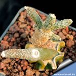 Astrophytum caput-medusae x myriostigma GRAFTED (Digitostigma x myriostigma)