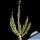 Ceraria namaquensis