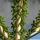 Ceraria namaquensis