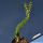Ceraria namaquensis