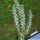 Ceraria namaquensis