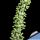 Ceraria namaquensis