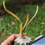Astrophytum caput-medusae f. variegata GRAFTED (Digitostigma caput-medusae variegata)