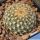 Gymnocactus ysabelae