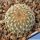 Gymnocactus ysabelae