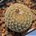 Gymnocactus ysabelae