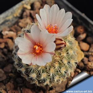 Gymnocactus ysabelae