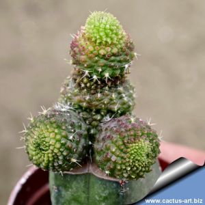 Rebutia krainziana f. inermis (CLONE 2) Grafted
