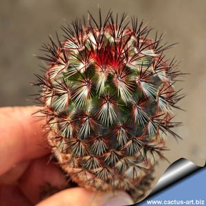 Mammillaria microhelia v. drogeana