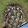 Mammillaria microhelia v. drogeana