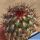 Mammillaria microhelia v. drogeana