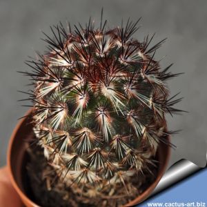 Mammillaria microhelia v. drogeana
