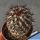 Mammillaria microhelia v. drogeana