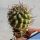 Neowerdermannia chilensis (grafted)