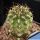 Neowerdermannia chilensis (grafted)