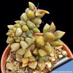 Anacampseros namaquensis (syn: Anacampseros filamentosa ssp. namaquensis)
