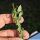 Ceropegia simoneae