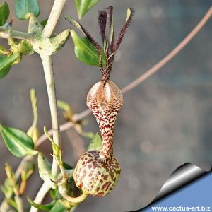 Ceropegia simoneae