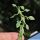 Ceropegia simoneae