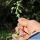 Ceropegia simoneae