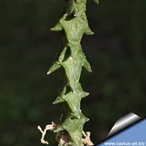 Ceropegia simoneae