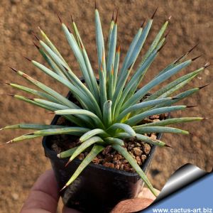 Agave rzedovskiana