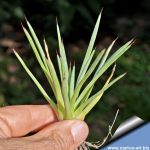 Agave rzedovskiana
