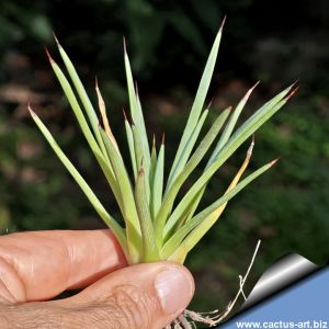 Agave rzedovskiana