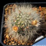 Mammillaria scheinvariana GM1545 Presa Zimapan, 1700 m, Queretaro, Mexico