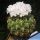 Gymnocalycium multiflorum