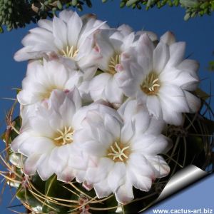Gymnocalycium multiflorum
