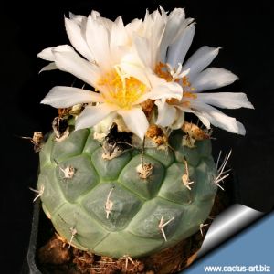 Turbinicarpus lophophoroides PP207 15km West of Las Tablas, San Luis Potosí, Mexico