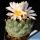 Turbinicarpus lophophoroides PP207 15km West of Las Tablas, San Luis Potosí, Mexico