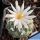 Turbinicarpus lophophoroides PP207 15km West of Las Tablas, San Luis Potosí, Mexico