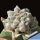Astrophytum myriostigma v. strongylogonum cv. CERNOBYL