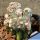 Astrophytum myriostigma v. strongylogonum cv. CERNOBYL