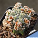 Astrophytum myriostigma v. strongylogonum cv. CERNOBYL