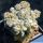 Astrophytum myriostigma v. strongylogonum cv. CERNOBYL