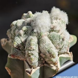 Astrophytum myriostigma v. strongylogonum cv. CERNOBYL