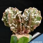 Astrophytum myriostigma cv. HAKUUN nudum ex Japan (GRAFTED)