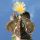 Astrophytum myriostigma cv. HAKUUN nudum ex Japan (GRAFTED)
