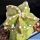 Astrophytum myriostigma cv. HAKUUN nudum ex Japan (GRAFTED)
