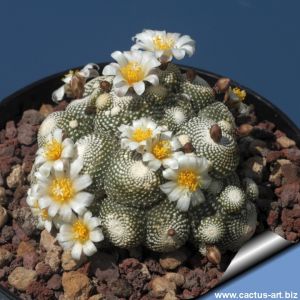 Blossfeldia liliputiana (GRAFTED)