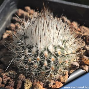 Gymnocactus subterraneus v. boleanus (Rapicactus, Turbinicarpus)