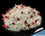 Mammillaria glassii