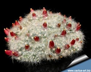 Mammillaria glassii