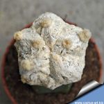 Astrophytum myriostigma cv. EXTREME WHITE (grafted)