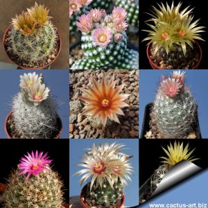 Escobaria sp. (mixed forms)