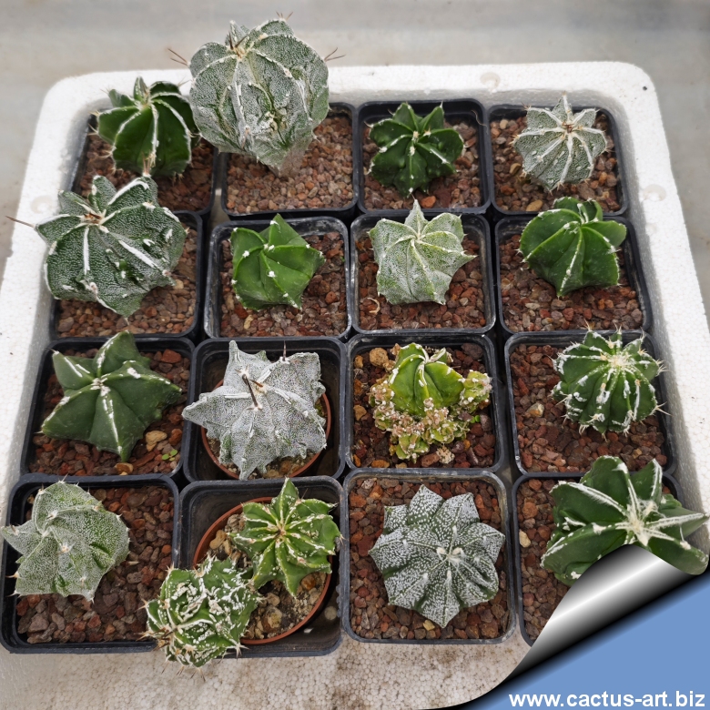 Astrophytum hybrid MULTIHYBRID (cultivars x mutant mix)