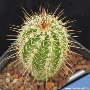 Echinocereus ortegae v. koehresianus Rio Tamazula, Sinaloa Mexico.